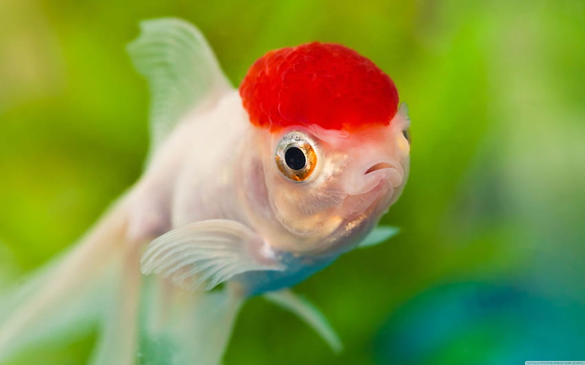 Red Cap Oranda Goldfish â¤ for HD wallpaper